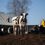 Cow Manure